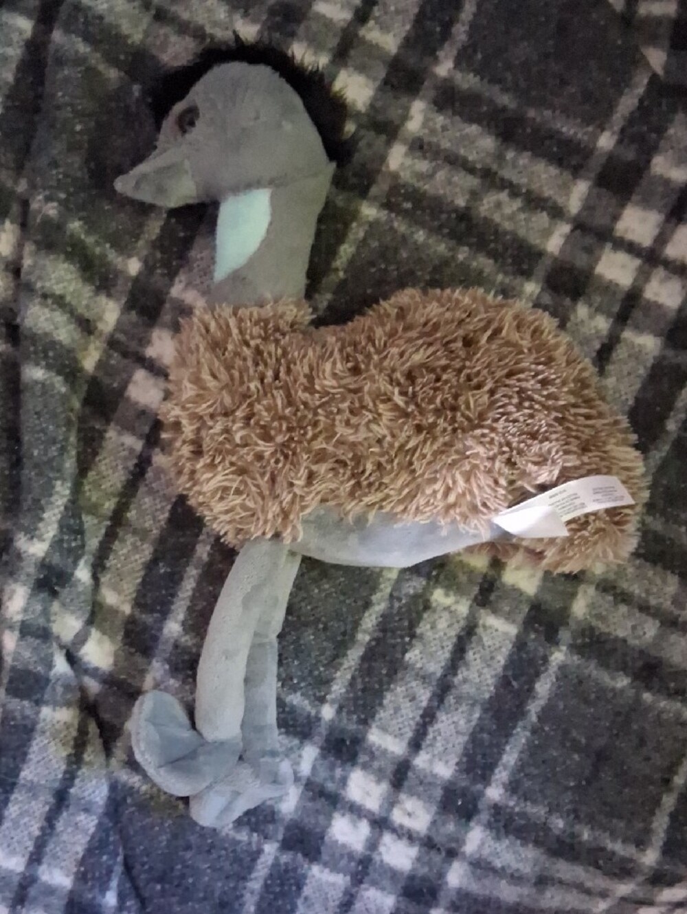 Emu - Picture 2 of 3
